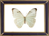 Morpho Laertes Butterfly Suppliers & Wholesalers - CF Butterfly