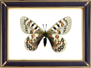 Parnassius Hardwickii Butterfly Suppliers & Wholesalers - CF Butterfly