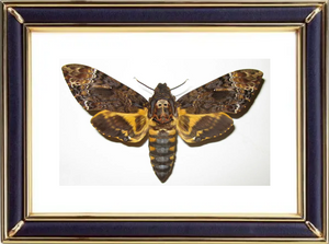 Greater Death's Head Hawkmoths Suppliers & Wholesalers - CF Butterfly