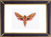 Deilephila Elpenor & Elephant Hawk Moths Suppliers & Wholesalers - CF Butterfly