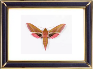 Deilephila Elpenor & Elephant Hawk Moths Suppliers & Wholesalers - CF Butterfly