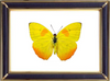 Phoebis Philea & Orange Barred Sulphur Butterfly Suppliers & Wholesalers - CF Butterfly