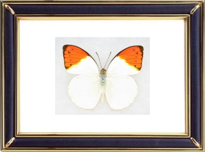 Hebomoia Glaucippe & Orange Albatross Butterfly Suppliers & Wholesalers - CF Butterfly