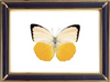 Catopsilia Scylla & Orange Migrant Butterfly Suppliers & Wholesalers - CF Butterfly