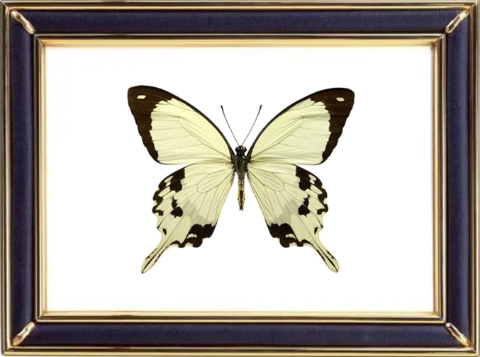 Papilio Dardanus & African Swallowtail Butterfly Suppliers & Wholesalers - CF Butterfly