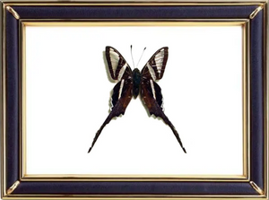 Lamproptera Curius & White Dragontail Butterfly Suppliers & Wholesalers - CF Butterfly