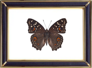 Junonia Lemonias & Lemon Pansy Butterfly Suppliers & Wholesalers - CF Butterfly