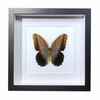 Buy Butterfly Frame Caligo Brasiliensis Suppliers & Wholesalers - CF Butterfly