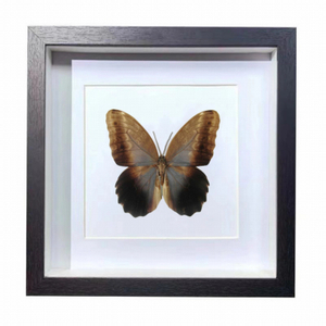 Buy Butterfly Frame Caligo Brasiliensis Suppliers & Wholesalers - CF Butterfly
