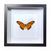 Buy Butterfly Frame Dione Juno Suppliers & Wholesalers - CF Butterfly