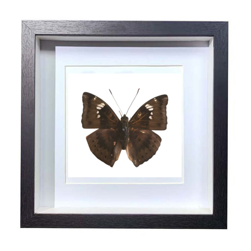 Buy Butterfly Frame Baron Caterpillar Suppliers & Wholesalers - CF Butterfly
