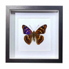 Buy Butterfly Frame Apatura Metis Suppliers & Wholesalers - CF Butterfly