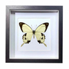 Buy Butterfly Frame Papilio Dardanus Suppliers & Wholesalers - CF Butterfly