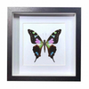 Buy Butterfly Frame Graphium Weiskei Butterfly Suppliers & Wholesalers - CF Butterfly
