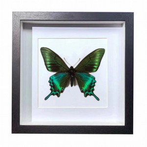 Buy Butterfly Frame Papilio Bianor Suppliers & Wholesalers - CF Butterfly