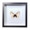 Buy Butterfly Frame Parnassius Epaphus Suppliers & Wholesalers - CF Butterfly