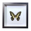 Buy Butterfly Frame Papilio Demodocus Suppliers & Wholesalers - CF Butterfly