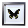 Buy Butterfly Frame Battus Polydamas Suppliers & Wholesalers - CF Butterfly