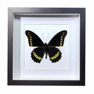 Buy Butterfly Frame Battus Polydamas Suppliers & Wholesalers - CF Butterfly