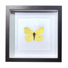 Buy Butterfly Frame Gonepteryx Rhamni Suppliers & Wholesalers - CF Butterfly