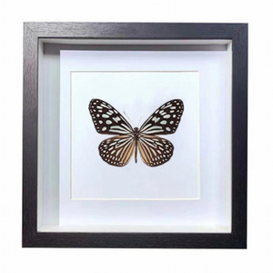 Buy Butterfly Frame Ideopsis Similis Suppliers & Wholesalers - CF Butterfly