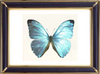Morpho Eugenia Butterfly Suppliers & Wholesalers - CF Butterfly