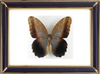 Caligo Brasiliensis Butterfly Suppliers & Wholesalers - CF Butterfly