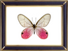 Cithaerias Aurorina Butterfly Suppliers & Wholesalers - CF Butterfly