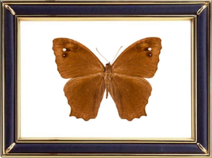 Melanitis Leda Butterfly Suppliers & Wholesalers - CF Butterfly