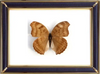 Anaea Clytemnestra & Hypna Clytemnestra Suppliers & Wholesalers - CF Butterfly