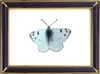 Synchloe Callidice Butterfly Suppliers & Wholesalers - CF Butterfly