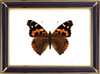 Vanessa Indica & Indian Red Admiral Butterfly Suppliers & Wholesalers - CF Butterfly