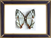 Cyrestis Thyodamas & Common Mapwing Butterfly Suppliers & Wholesalers - CF Butterfly