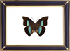Archaeoprepona demophon Suppliers & Wholesalers - CF Butterfly