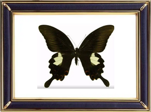 Papilio Helenus & The Red Helen Butterfly Suppliers & Wholesalers - CF Butterfly