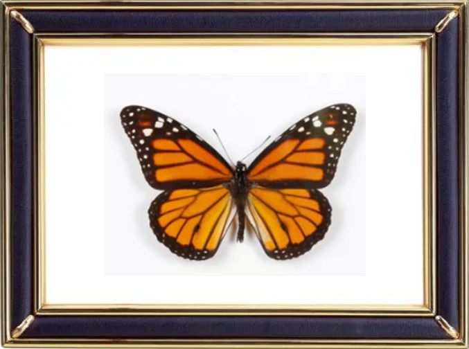 Danaus Plexippus & Simple Monarch Butterfly Suppliers & Wholesalers - CF Butterfly