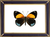 Callicore Eunomia & Eunomia Numberwing Butterfly Suppliers & Wholesalers - CF Butterfly