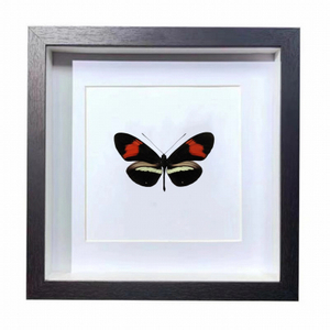 Buy Butterfly Frame Heliconius Melpomene Suppliers & Wholesalers - CF Butterfly