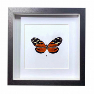 Buy Butterfly Frame Heliconius Ismenius Suppliers & Wholesalers - CF Butterfly