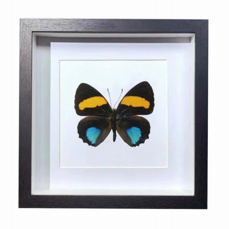 Buy Butterfly Frame Callicore Aegina Suppliers & Wholesalers - CF Butterfly