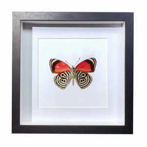 Buy Butterfly Frame Anna's 88 Butterfly Suppliers & Wholesalers - CF Butterfly