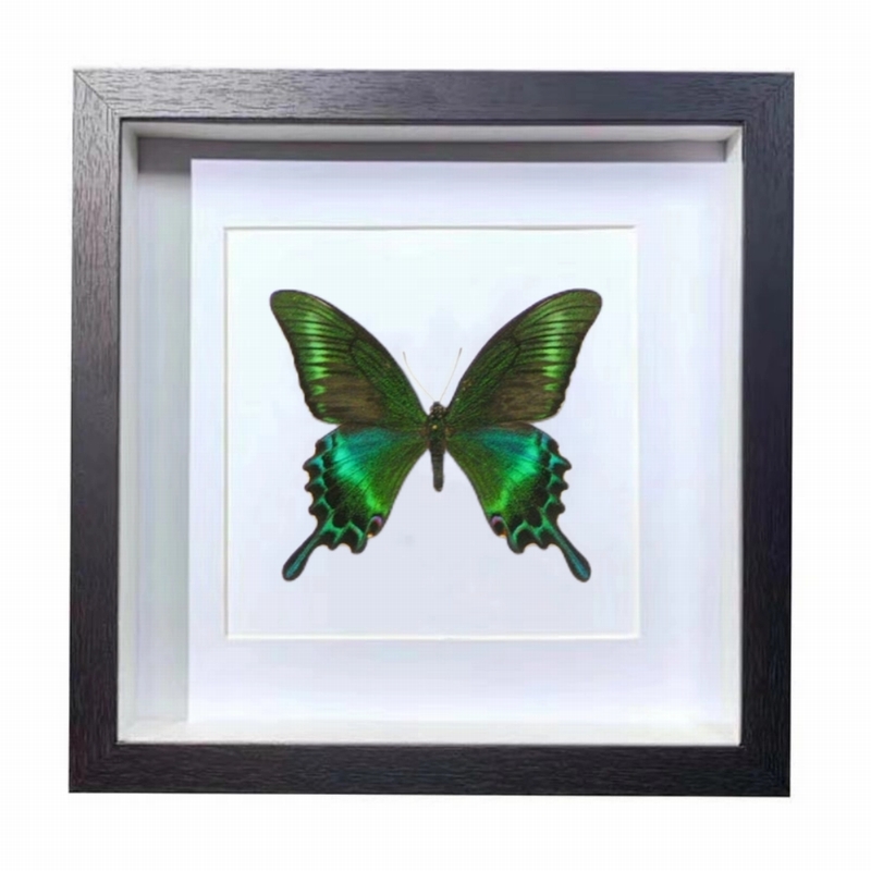 Buy Butterfly Frame Papilio Maackii Butterfly Suppliers & Wholesalers - CF Butterfly