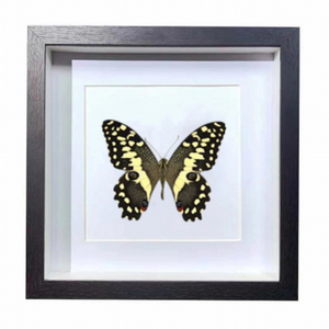 Buy Butterfly Frame Papilio Demoleus Suppliers & Wholesalers - CF Butterfly