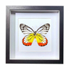 Buy Butterfly Frame Delias Hyparete Suppliers & Wholesalers - CF Butterfly