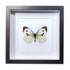 Buy Butterfly Frame Pieris Canidia Suppliers & Wholesalers - CF Butterfly
