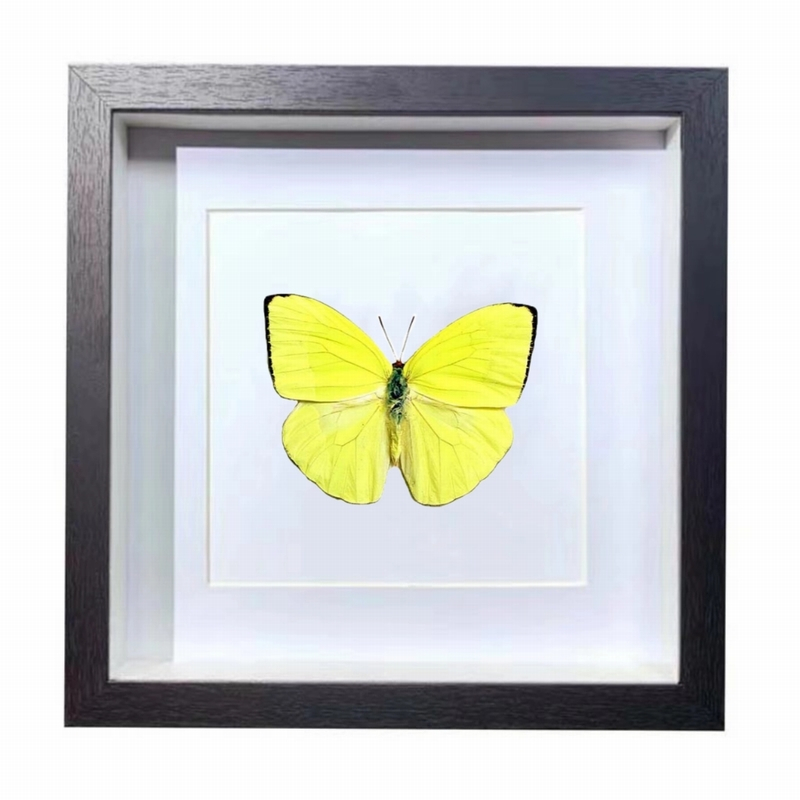 Buy Butterfly Frame Phoebis Trite Butterfly Suppliers & Wholesalers - CF Butterfly