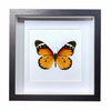 Buy Butterfly Frame Danaus Chrysippus Suppliers & Wholesalers - CF Butterfly