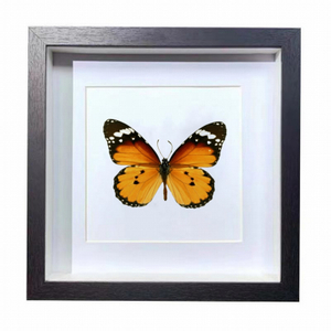 Buy Butterfly Frame Danaus Chrysippus Suppliers & Wholesalers - CF Butterfly