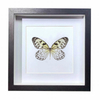 Buy Butterfly Frame Paper Kite Butterfly Suppliers & Wholesalers - CF Butterfly