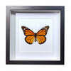 Buy Butterfly Frame Danaus Plexippus Suppliers & Wholesalers - CF Butterfly